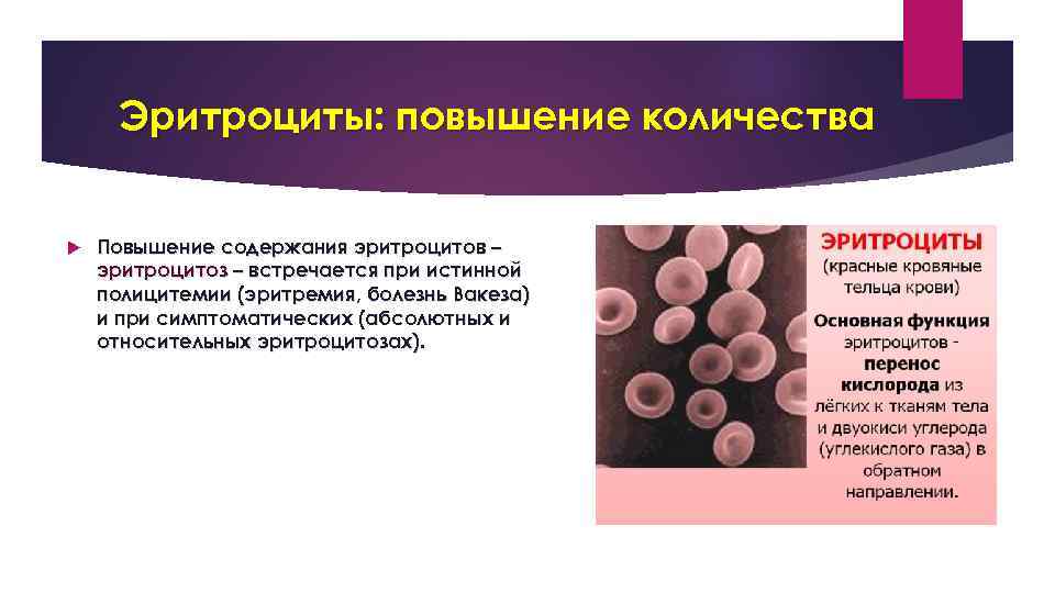 Эритроциты: повышение количества Повышение содержания эритроцитов – эритроцитоз – встречается при истинной полицитемии (эритремия,
