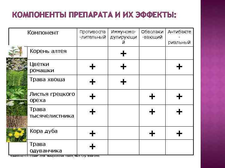 КОМПОНЕНТЫ ПРЕПАРАТА И ИХ ЭФФЕКТЫ: Компонент Противоспа -лительный Иммуномодулирующи й Обволаки Антибакте -вающий риальный