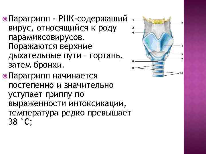  Парагрипп - РНК-содержащий вирус, относящийся к роду парамиксовирусов. Поражаются верхние дыхательные пути –