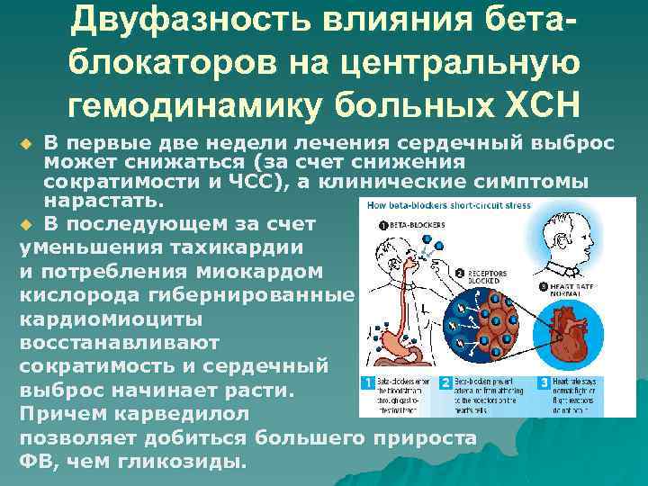 Двуфазность влияния бетаблокаторов на центральную гемодинамику больных ХСН В первые две недели лечения сердечный