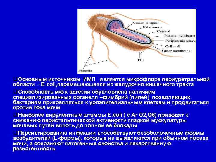  Основным источником ИМП является микрофлора периуретральной области - Е. coli, перемещающаяся из желудочно-кишечного