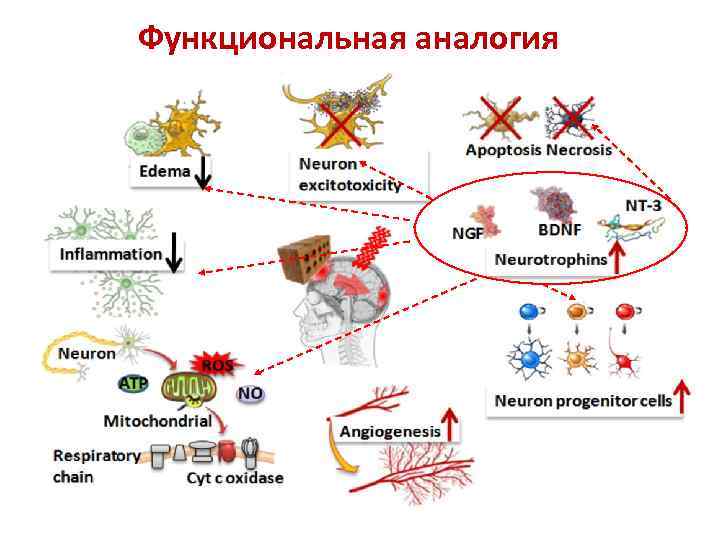 Функциональная аналогия 