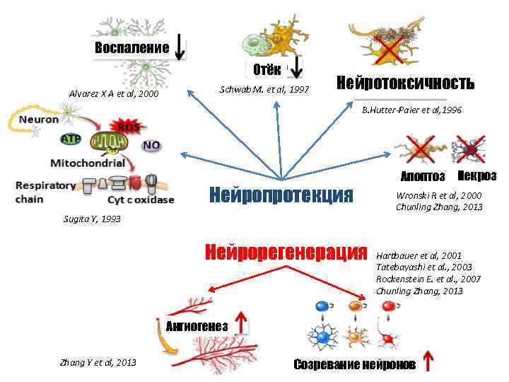 Воспаление Отёк Alvarez X A et al, 2000 Schwab M. et al, 1997 Нейротоксичность