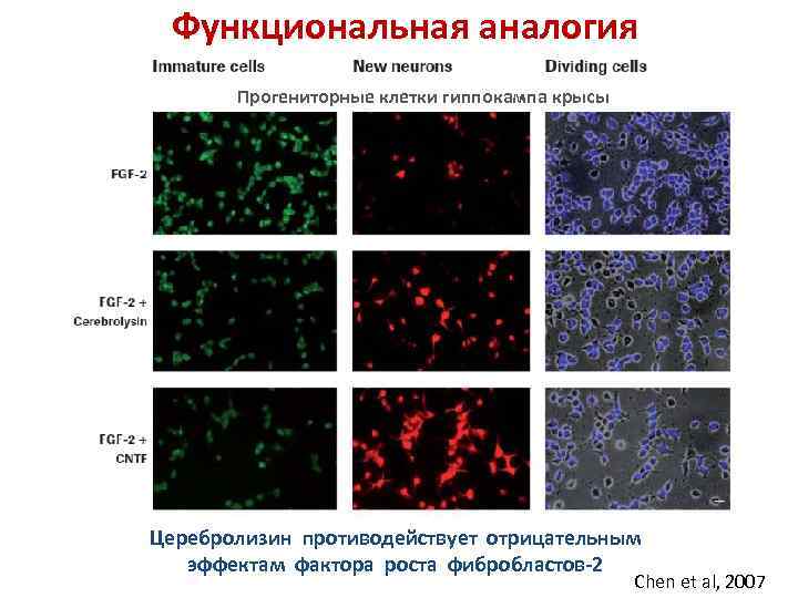 Функциональная аналогия Прогениторные клетки гиппокампа крысы Церебролизин противодействует отрицательным эффектам фактора роста фибробластов-2 Chen