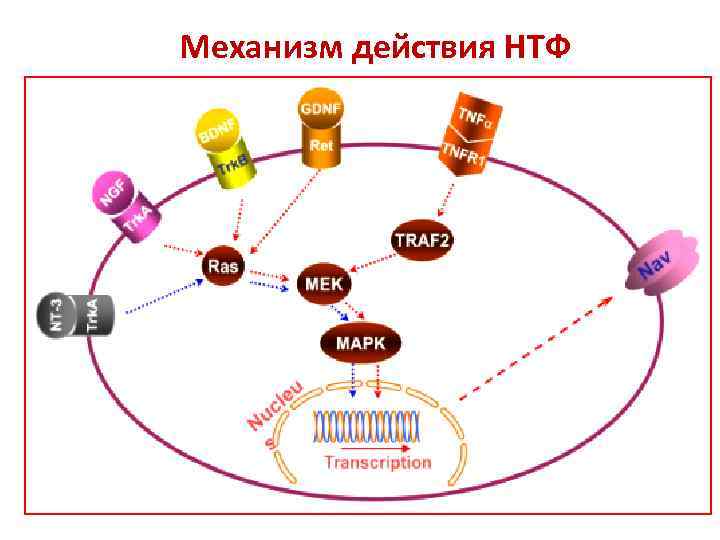 Механизм действия НТФ 