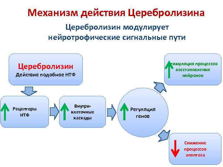 Механизм действия Церебролизина Церебролизин модулирует нейротрофические сигнальные пути Стимуляция процессов восстановления нейронов Церебролизин Действие