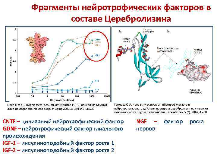 Фрагменты нейротрофических факторов в составе Церебролизина Chen H et al. , Trophic factors counteract