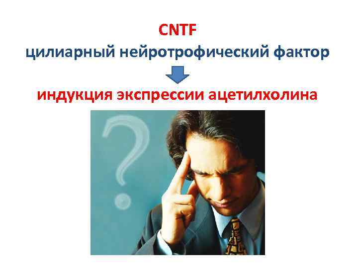 CNTF цилиарный нейротрофический фактор индукция экспрессии ацетилхолина 