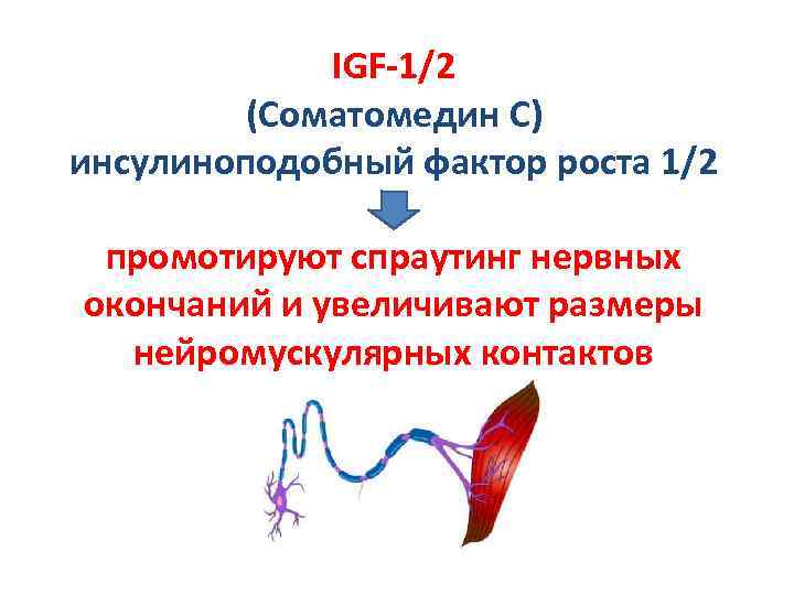 IGF-1/2 (Соматомедин С) инсулиноподобный фактор роста 1/2 промотируют спраутинг нервных окончаний и увеличивают размеры