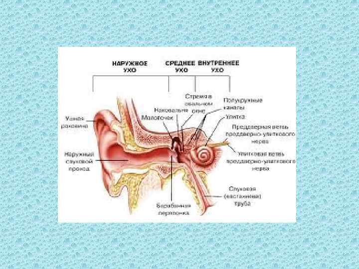 Нейман анатомия слуха