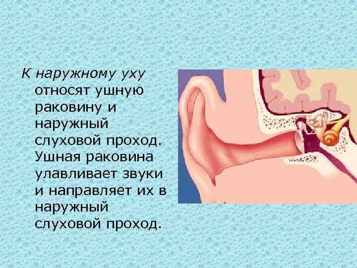 К наружному уху относят ушную раковину и наружный слуховой проход. Ушная раковина улавливает звуки