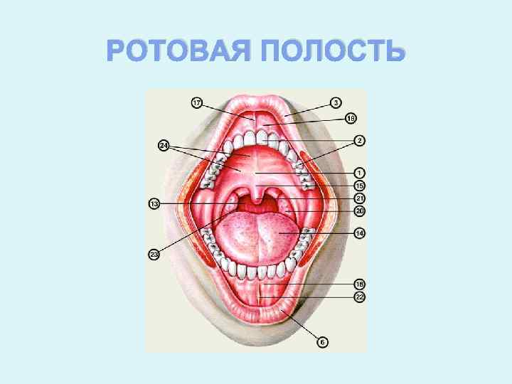 Выберите три верно обозначенные подписи к рисунку на котором изображено строение ротовой полости