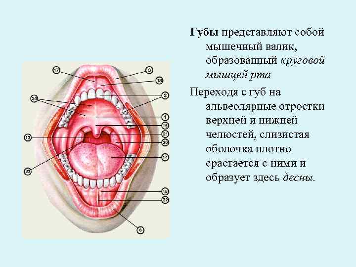 Верхняя стенка рта. Слизистая ротовой полости строение. Ротовая полость анатомия 3д. Строение мышц ротовой полости. Альвеола (ротовая полость).