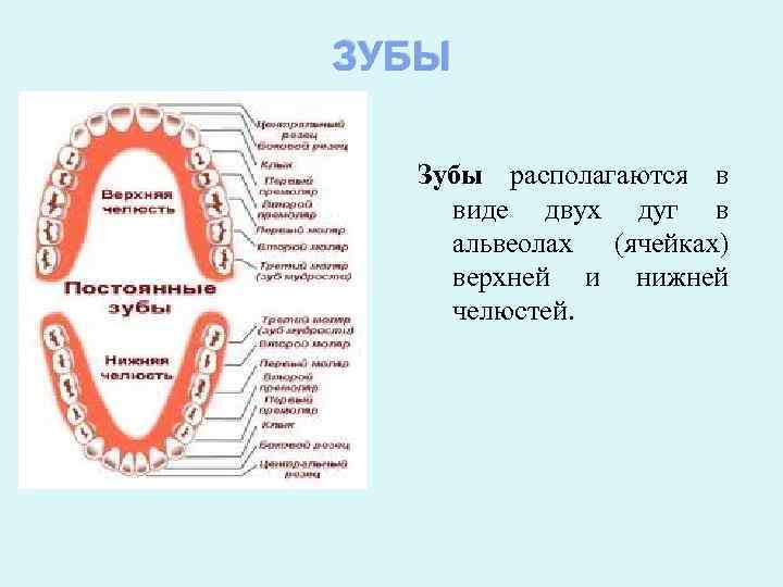 Альвеола ротовая полость