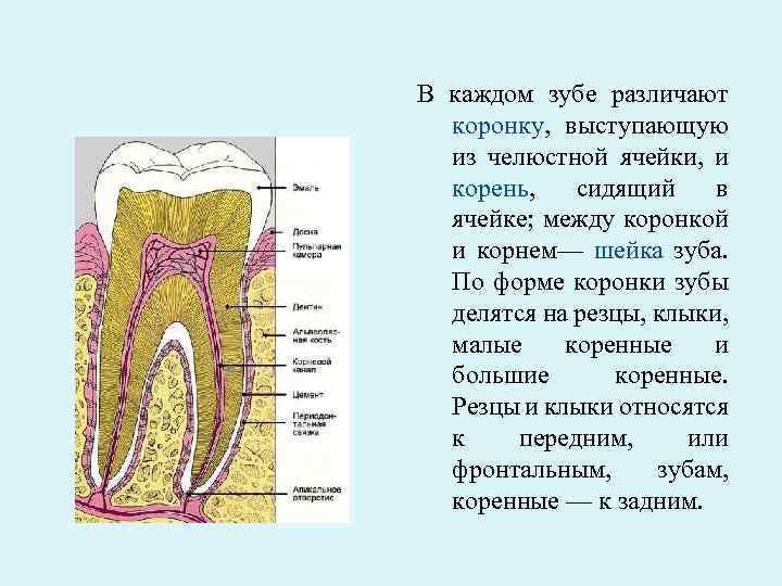 Какую функцию выполняет шейка зуба. Клиническая и анатомическая шейка зуба. В каждом зубе различают.