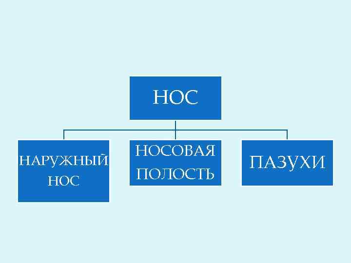 НОС НАРУЖНЫЙ НОСОВАЯ ПОЛОСТЬ ПАЗУХИ 