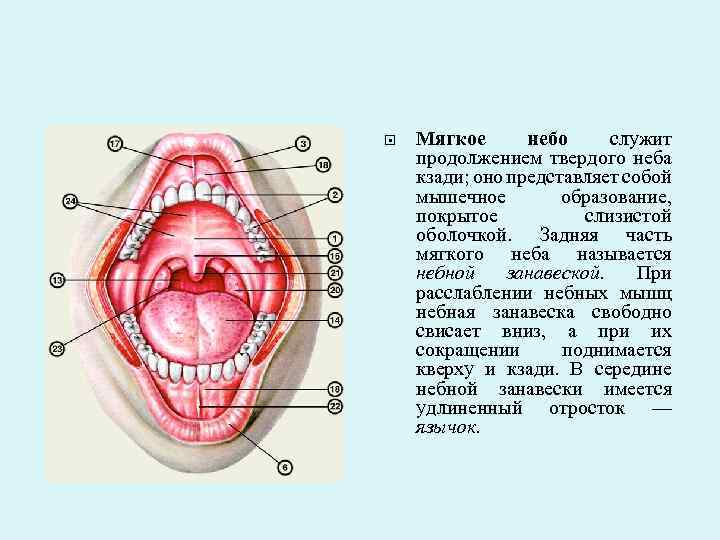 Мягкое небо поднимается