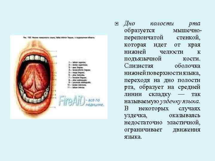 Дно полости рта образуется мышечно перепончатой стенкой, которая идет от края нижней челюсти