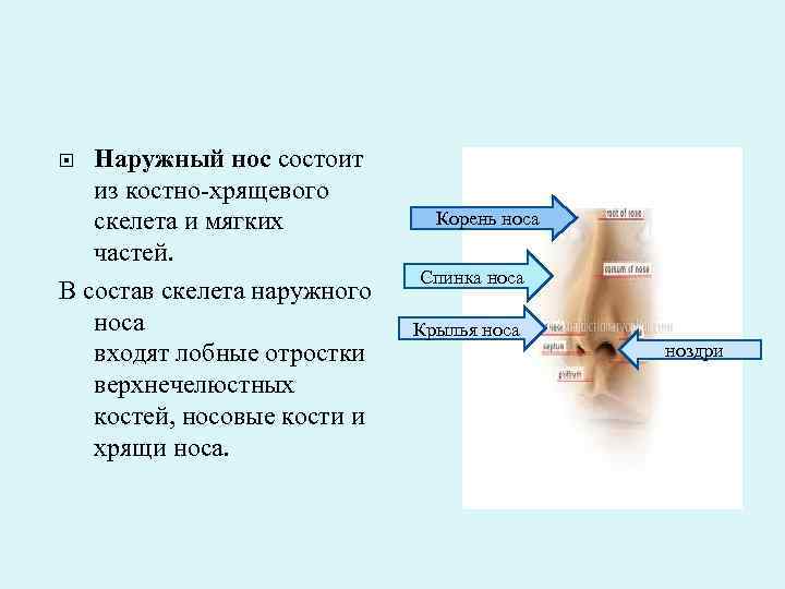 Устройство носа человека фото с описанием