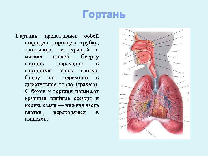 Носовая полость презентация