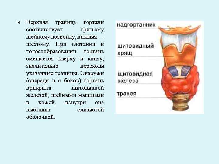  Верхняя граница гортани соответствует третьему шейному позвонку, нижняя — шестому. При глотании и