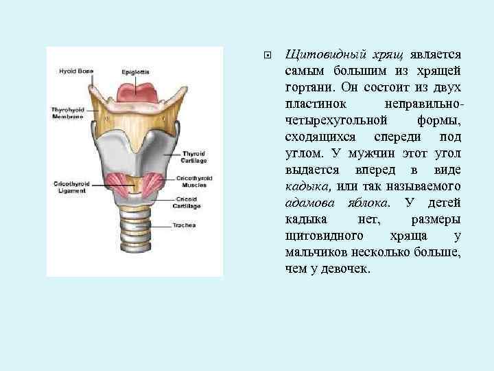 К непарным хрящам гортани относятся. Щитовидный хрящ гортани кадык. Верхняя вырезка щитовидного хряща. Функции щитовидного хряща ЕГЭ. Щитовидный хрящ характеризуется следующими признаками:.