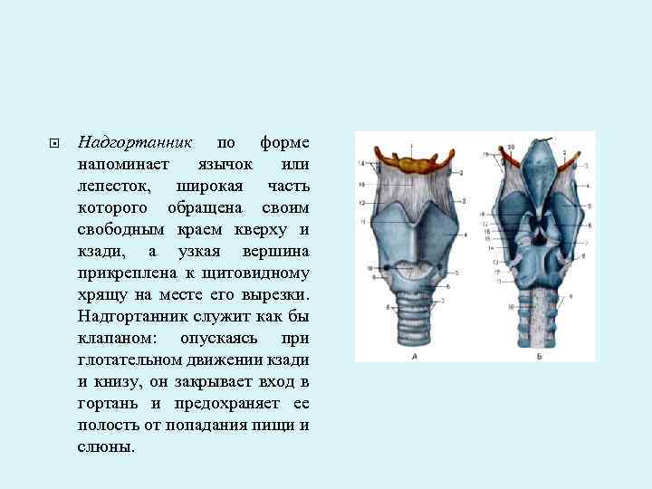 Надгортанник закрывает