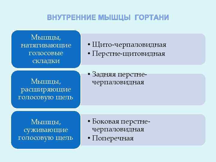 ВНУТРЕННИЕ МЫШЦЫ ГОРТАНИ Мышцы, натягивающие голосовые складки Мышцы, расширяющие голосовую щель Мышцы, суживающие голосовую
