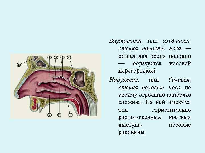 Стенки полости носа