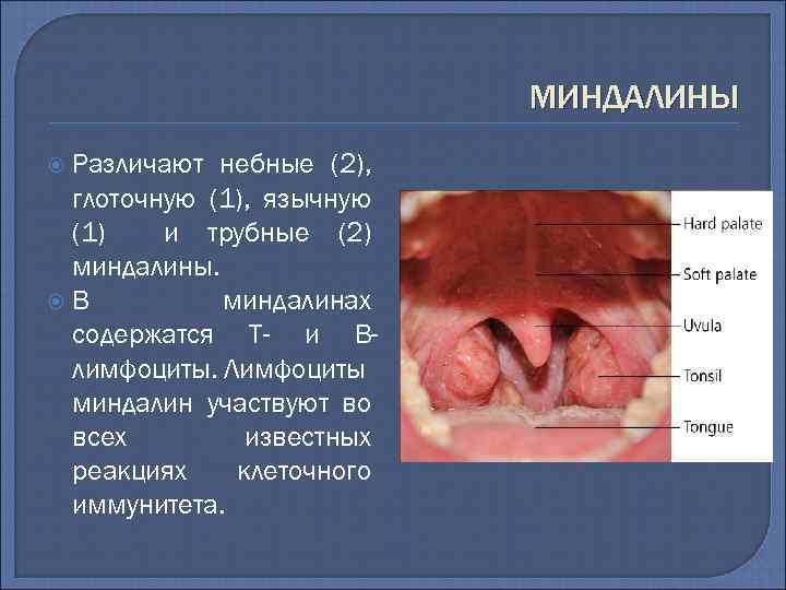 МИНДАЛИНЫ Различают небные (2), глоточную (1), язычную (1) и трубные (2) миндалины. В миндалинах