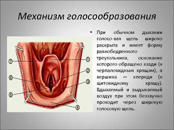 Механизм голосообразования • При обычном дыхании голосо вая щель широко раскрыта и имеет форму