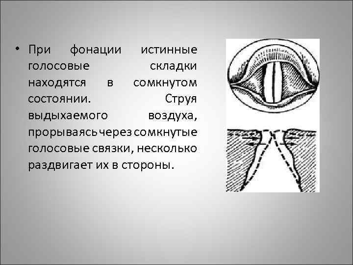 Положение голосовых связок при фонации. Голосовые складки гортани механизм. Голосовые складки и связки. Голосовые складки находятся в.