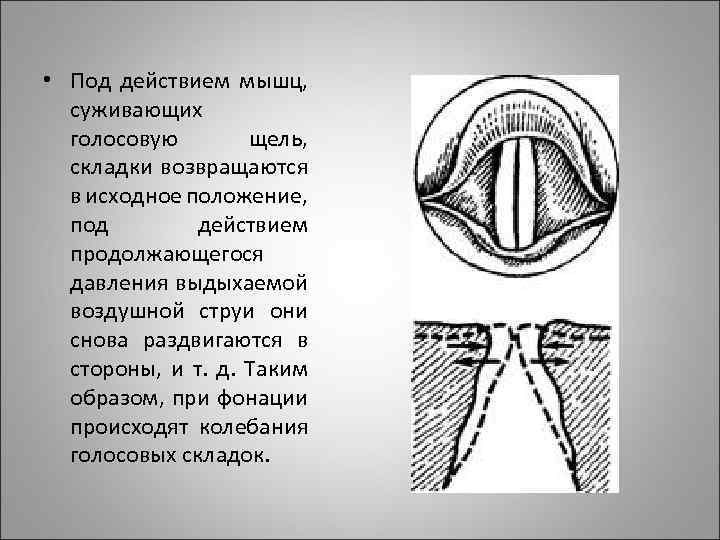  • Под действием мышц, суживающих голосовую щель, складки возвращаются в исходное положение, под