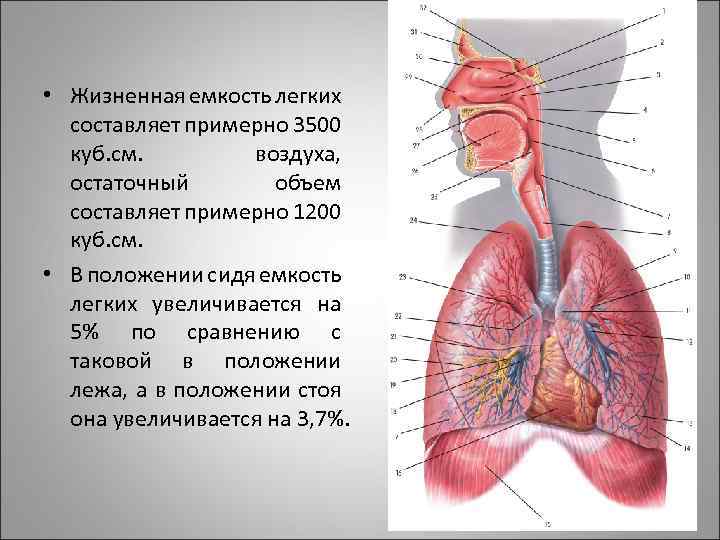 Площадь дыхательной поверхности легких человека. Жизненная емкость легких составляет. Остаточный объем легких составляет примерно. Физиология органов речи. Средняя жизненная ёмкость лёгких человека составляет примерно.