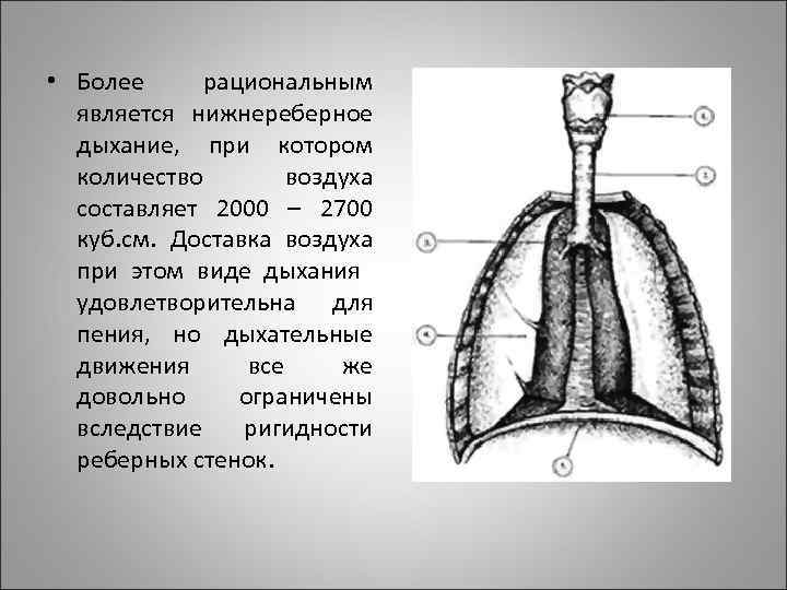 Физиология органов речи презентация