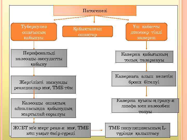 Патогенезі Туберкулез ошағының қабынуы Қабықтанған ошақтар Перифокальді казеозды-экссудатты қабыну Жергілікті иммунды реакциялар жоғ, ТМБ