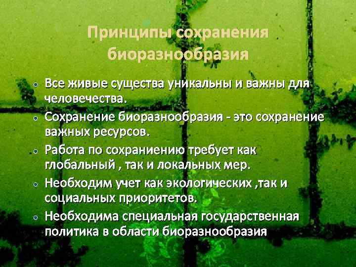 Принципы сохранения биоразнообразия Все живые существа уникальны и важны для человечества. Сохранение биоразнообразия -