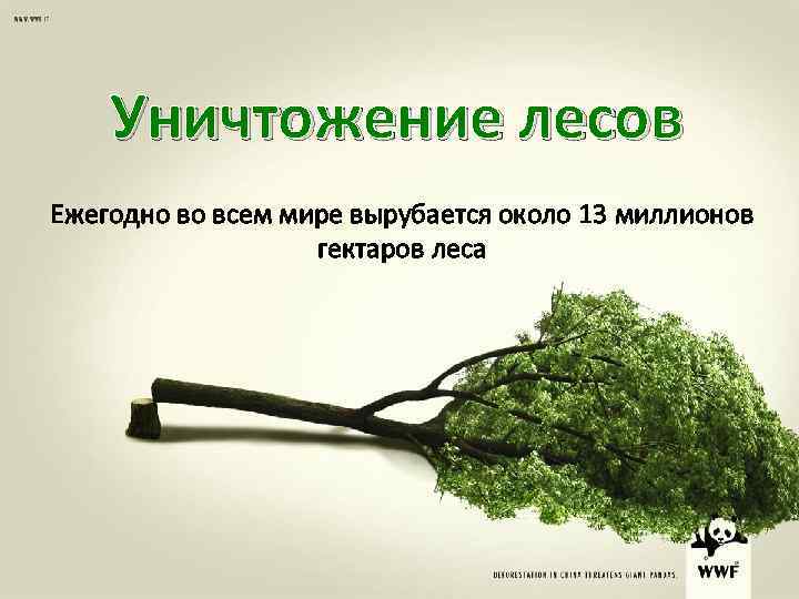 Уничтожение лесов Ежегодно во всем мире вырубается около 13 миллионов гектаров леса 