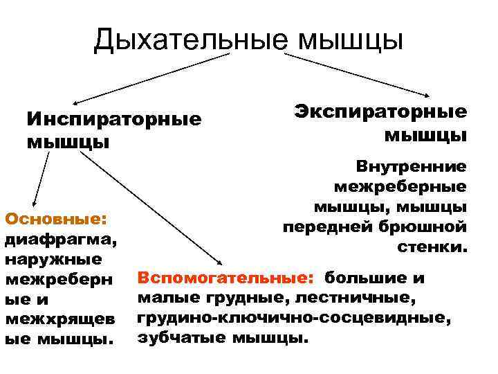 Дыхательные мышцы Инспираторные мышцы Основные: диафрагма, наружные межреберн ые и межхрящев ые мышцы. Экспираторные
