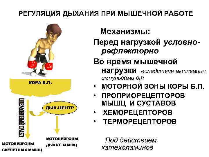 РЕГУЛЯЦИЯ ДЫХАНИЯ ПРИ МЫШЕЧНОЙ РАБОТЕ Механизмы: Перед нагрузкой условнорефлекторно Во время мышечной нагрузки вследствие