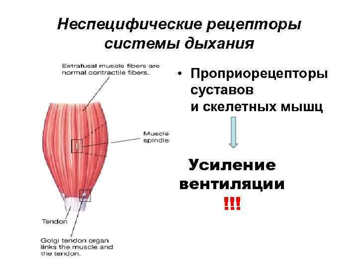 Неспецифические рецепторы системы дыхания • Проприорецепторы суставов и скелетных мышц Усиление вентиляции !!! 