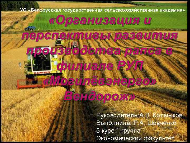 УО «Белорусская государственная сельскохозяйственная академия» «Организация и перспективы развития производства рапса в филиале РУП