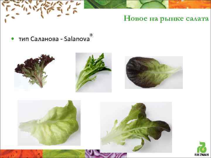 Виды салатных листьев фото с названиями и описанием