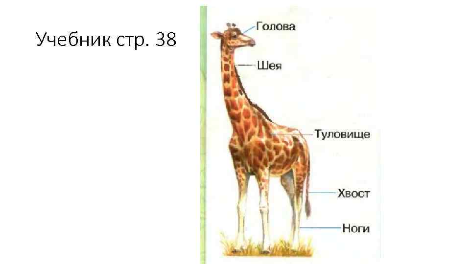 Строение тела животных. Строение жирафа для детей. Жираф внешнее строение. Строение тела жирафа. Строение зверей.