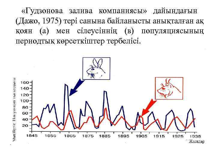  «Гудзонова залива компаниясы» дайындағын (Дажо, 1975) тері санына байланысты анықталған ақ қоян (а)