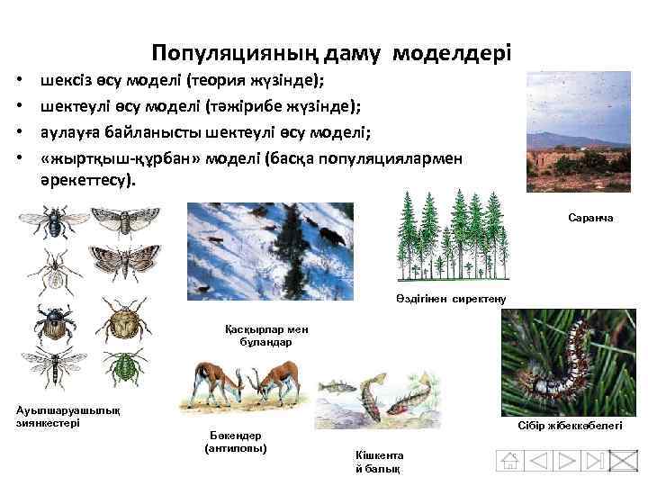 Популяцияның даму моделдері • • шексіз өсу моделі (теория жүзінде); шектеулі өсу моделі (тәжірибе