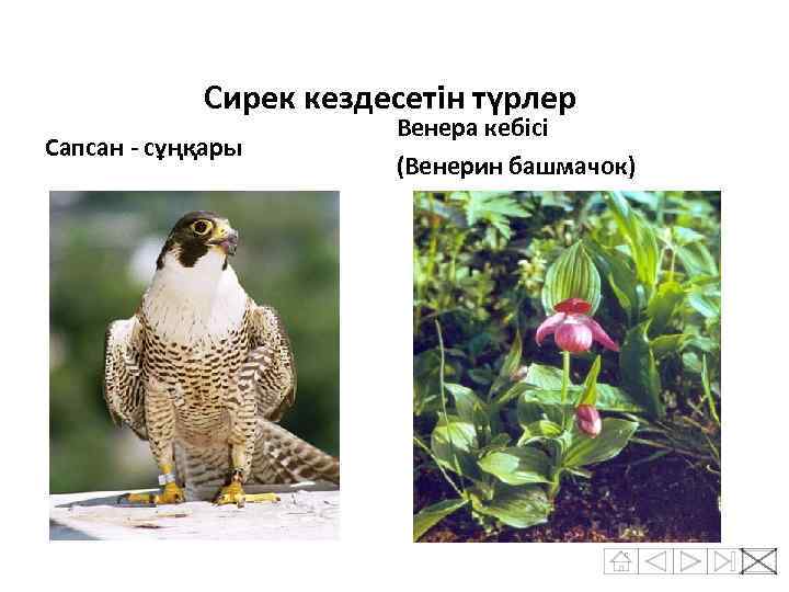 Сирек кездесетін түрлер Сапсан - сұңқары Венера кебісі (Венерин башмачок) 
