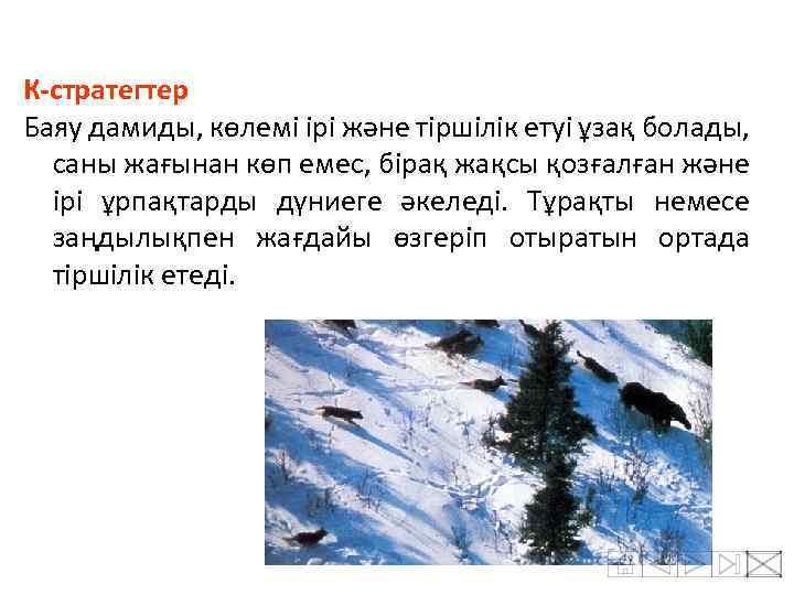К-стратегтер Баяу дамиды, көлемі ірі және тіршілік етуі ұзақ болады, саны жағынан көп емес,