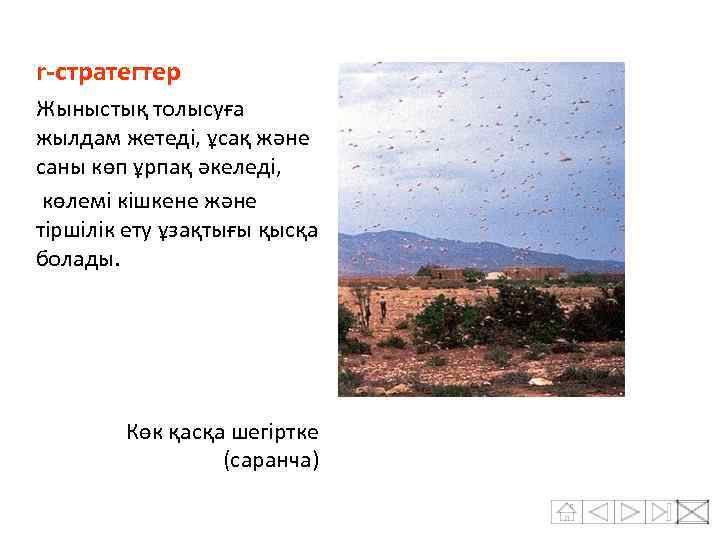 r-стратегтер Жыныстық толысуға жылдам жетеді, ұсақ және саны көп ұрпақ әкеледі, көлемі кішкене және