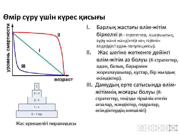 Өмір сүру үшін күрес қисығы I. II. Барлық жастағы өлім-жітім біркелкі (К - стратегтер,